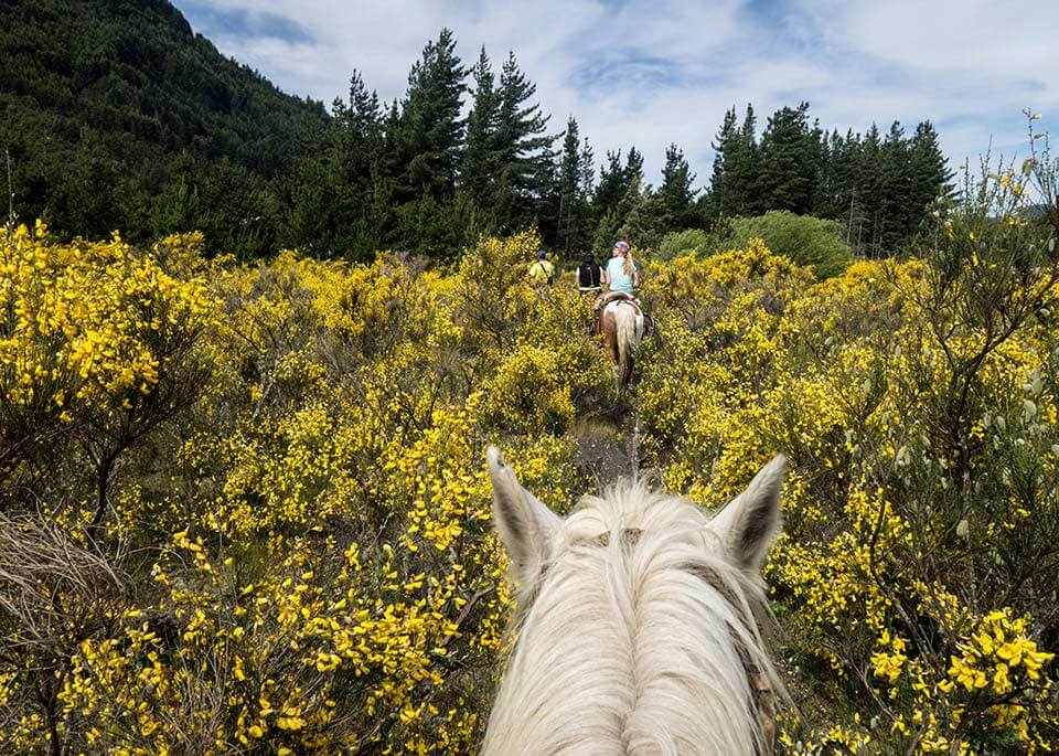 De manege van Saint-Paul-en-Forêt in de Var, waar je paardrijtochten kunt maken op paarden of pony's.