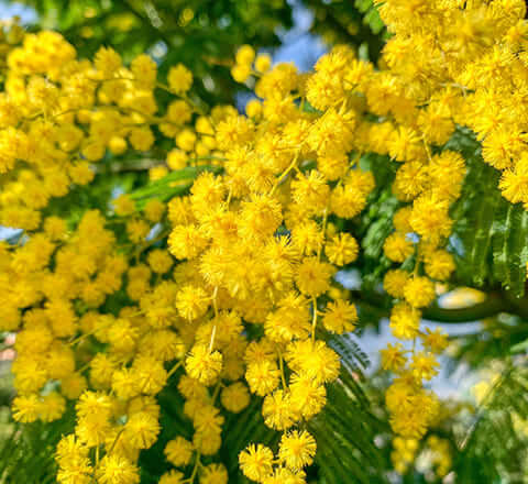 In het Tanneron gebied vind je de Mimosa bossen.